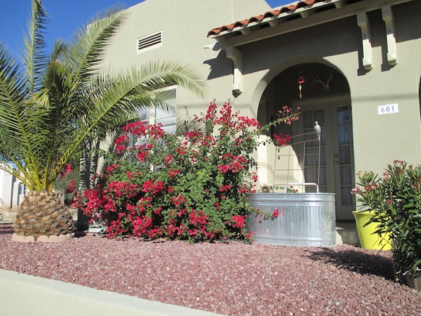 Bougainvillea