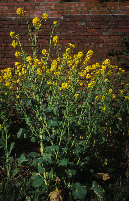 Field Mustard