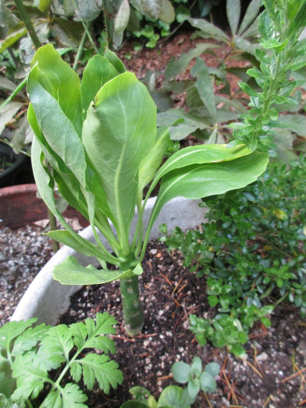 Brighamia insignis