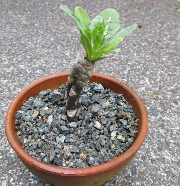 Brighamia insignis