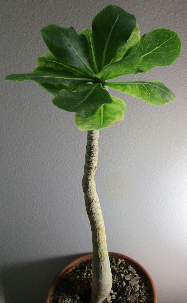 Brighamia insignis