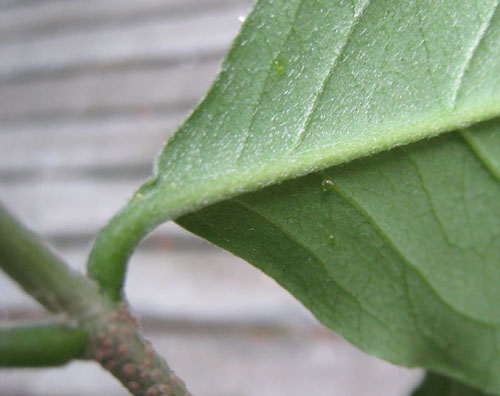 Bunchosia glandulifera