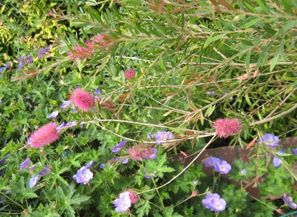 <i>Callistemon citrinus</i> 'Jeffers' June 16 2009