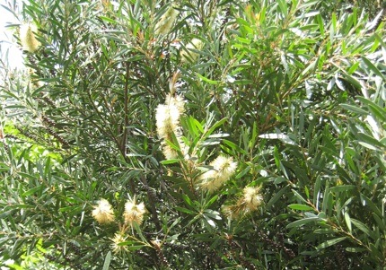 <i>Callistemon pallidus</i> July 2 2008