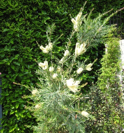 <i>Callistemon pallidus</i> June 9 2009