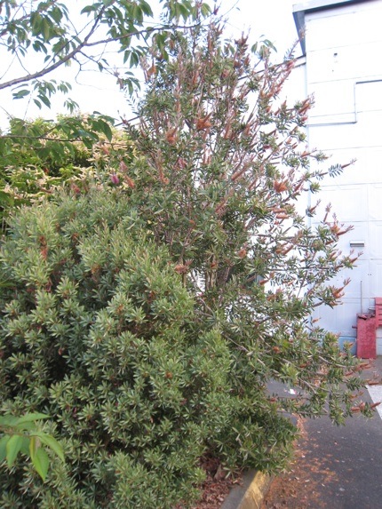 <i>Callistemon citrinus</i> and <i>Callistemon pallidus</i> June 24 2009