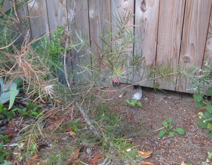 <i>Callistemon linearis</i> June 18 2009