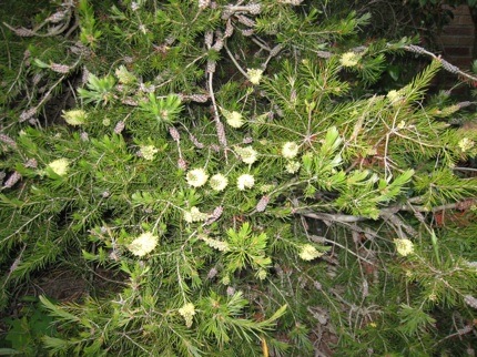 <i>Callistemon pityoides</i> June 23 2008