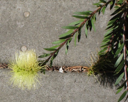 <i>Callistemon viridiflorus</i> June 30 2009