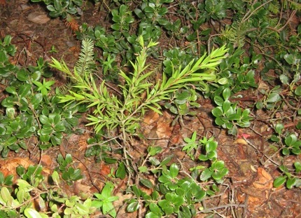 <i>Callistemon</i> sp. January 20 2009