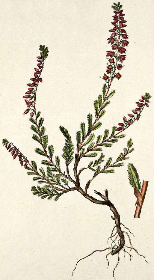 <i>Calluna vulgaris</i>