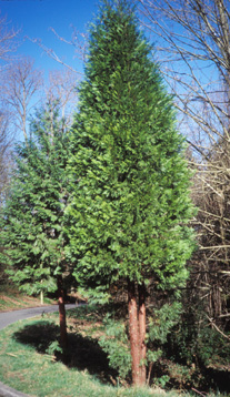 Incense Cedar photo