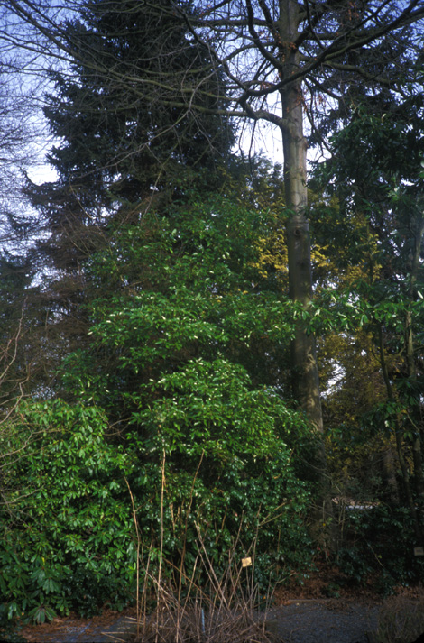 Camphor Laurel in February 2002