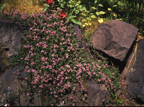 caraway thyme