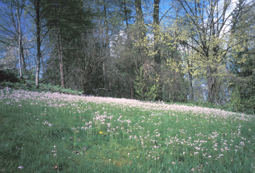 Cuckoo flower lawn