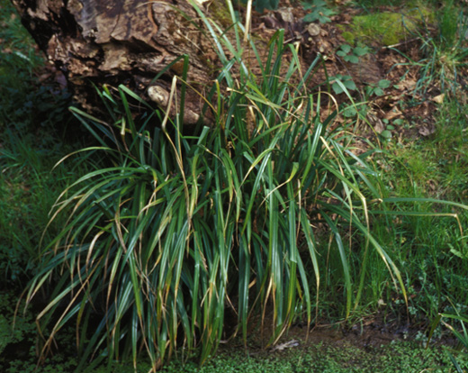 Carex pendula