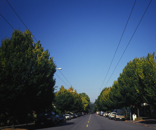 19th Avenue E Hornbeam trees