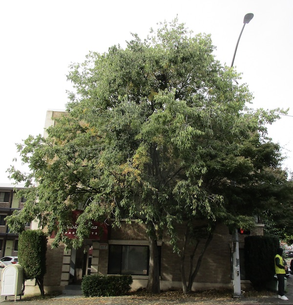 Celtis australis 4145 11th Ave NE. Mid-October