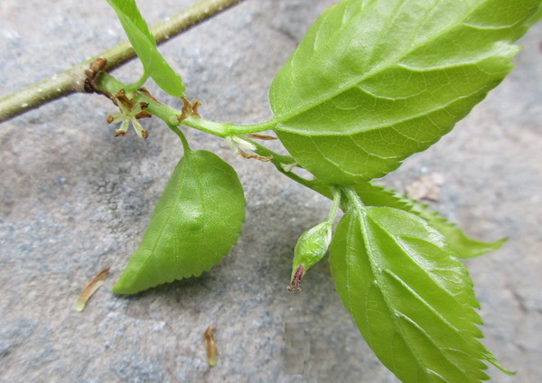 Celtis occidentalis flowers