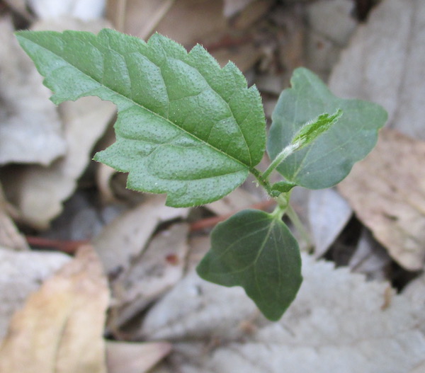 Celtis seedling