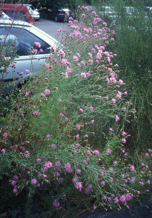 Spotted Knapweed