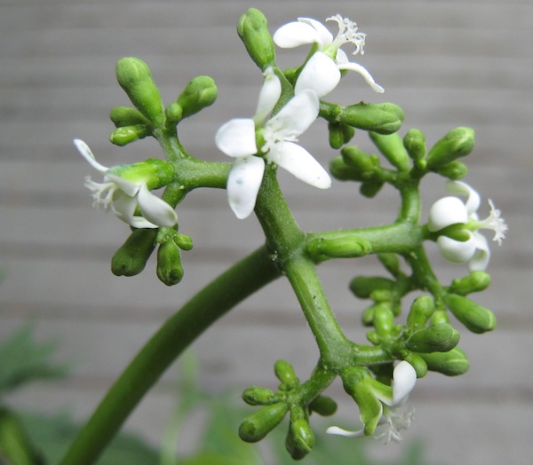 Chaya female flowers