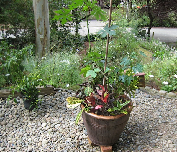 My Chaya plant in a pot with croton cultivars, August 2011