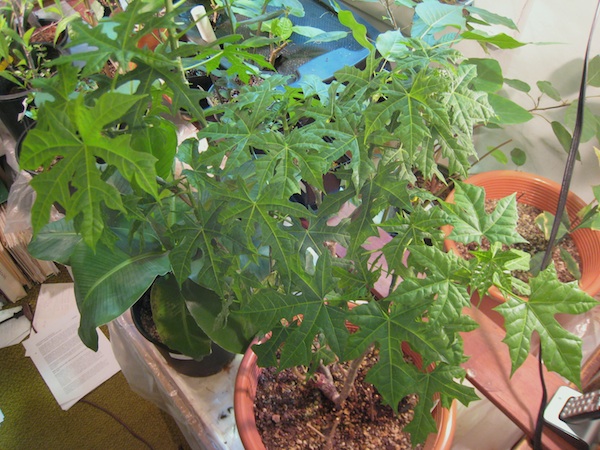 My Chaya plant indoors, January 2012