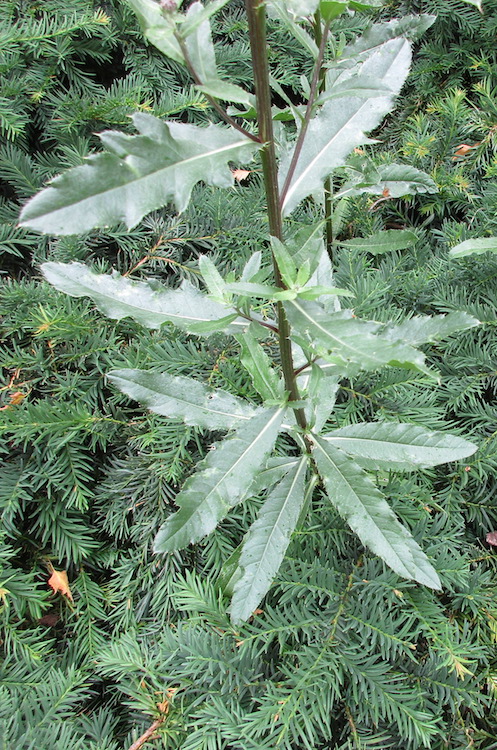 Canada Thistle