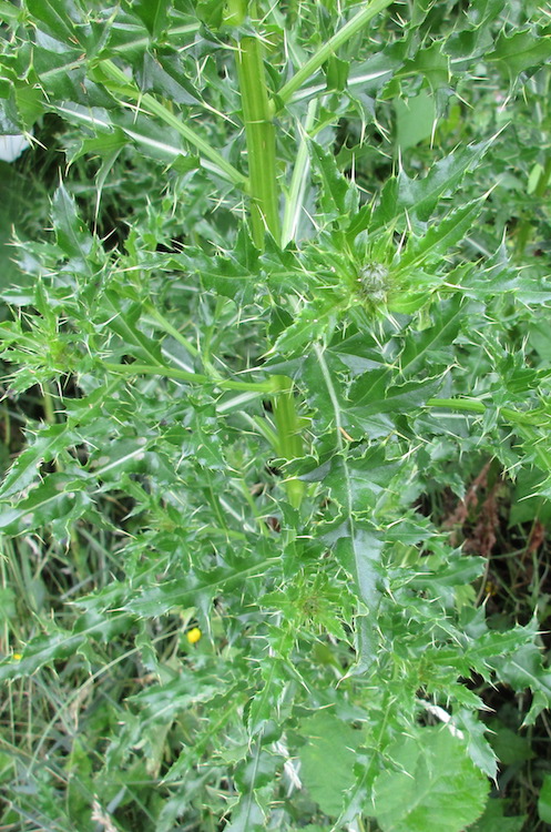 Canada Thistle