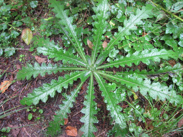 Cirsium brevistylum