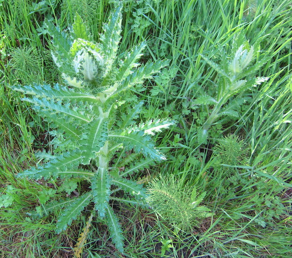 Cirsium brevistylum