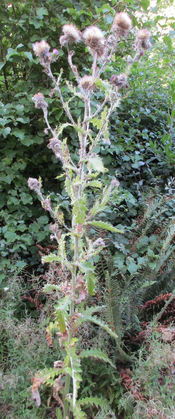 Cirsium brevistylum