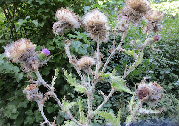 Cirsium brevistylum