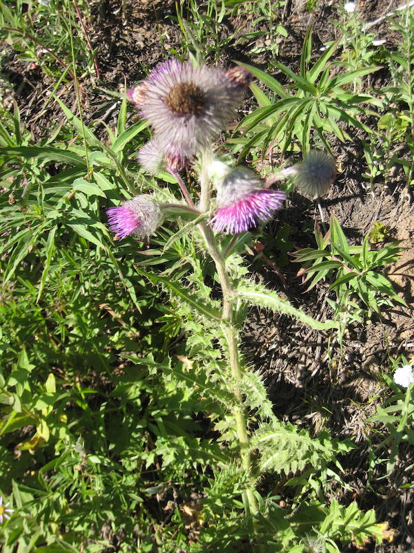 Cirsium edule