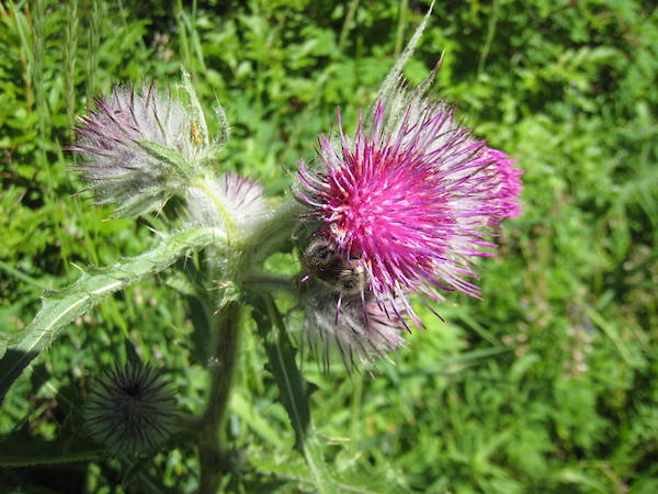 Cirsium edule