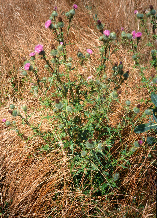 Bull Thistle