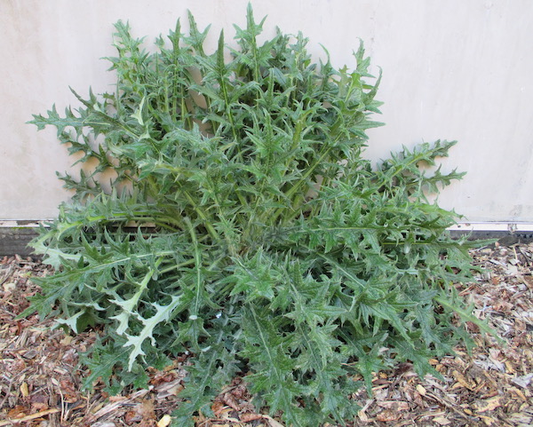 Cirsium vulgare