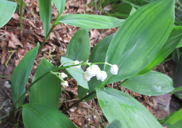 Convallaria majalis