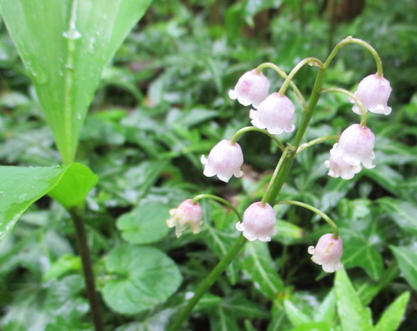 Convallaria majalis