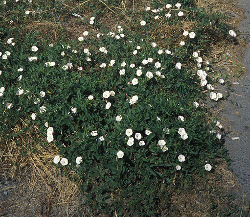 Corn Bindweed