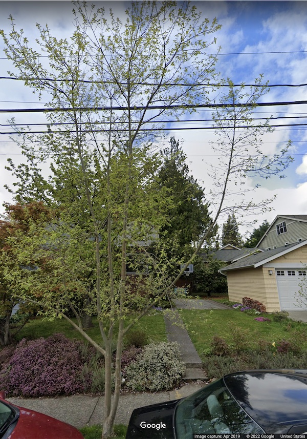 Seattle Cornus Wilsoniana