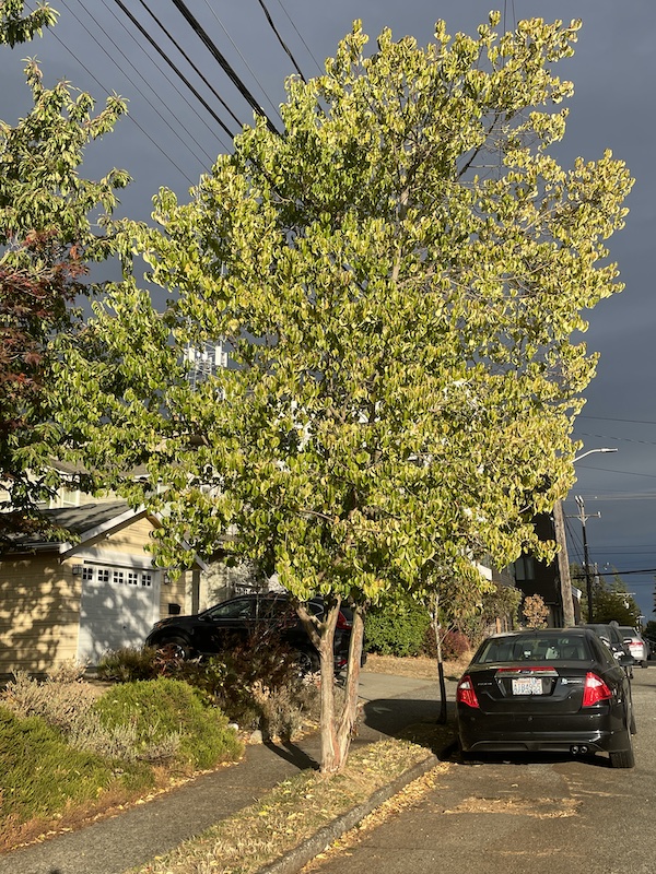 Seattle Cornus Wilsoniana