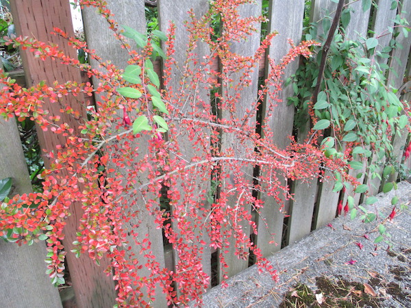 Cotoneaster horizontalis