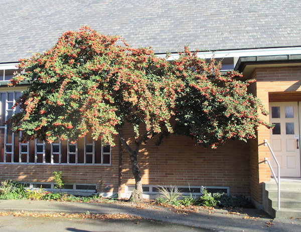 Cotoneaster lacteus