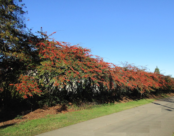 Cotoneaster salicifolius