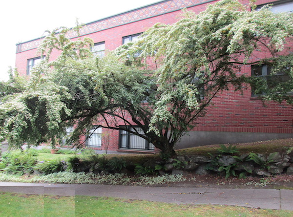 Cotoneaster salicifolius