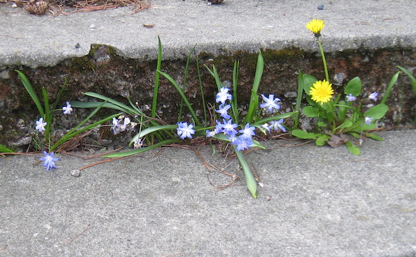 Glory-of-the-Snow, and Dandelion