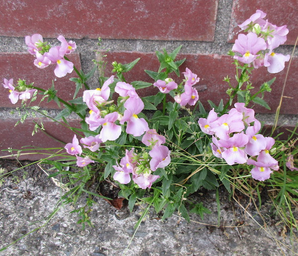 <i>Nemesia cærulea</i>