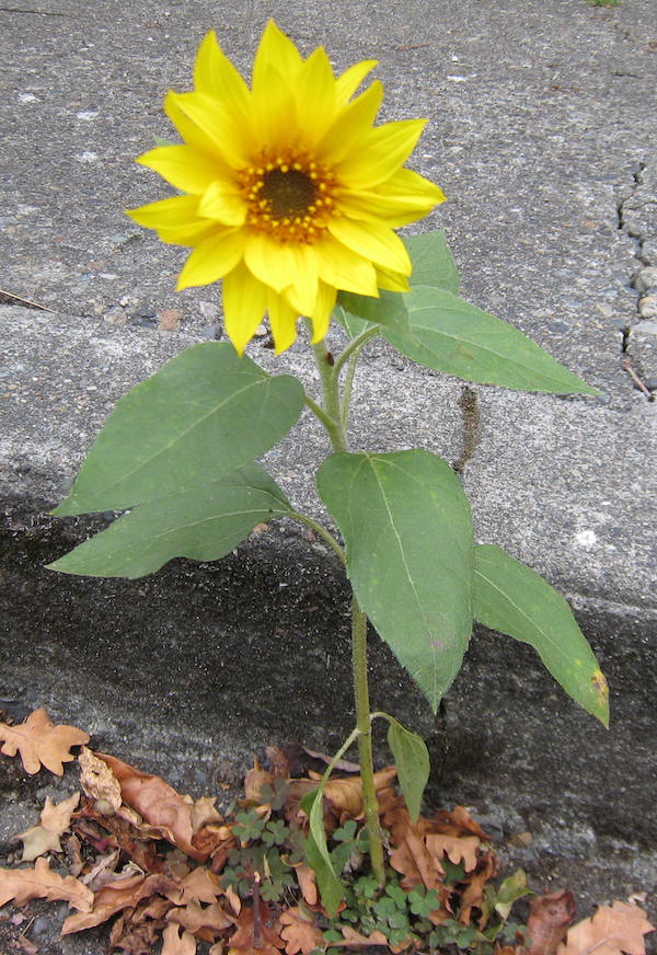 Sunflower